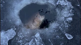 Huge brook trout through thin ice!