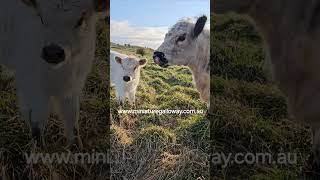 in my ear #cowfie #adopt&visit