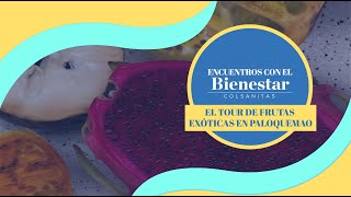 El tour de frutas exóticas en Paloquemao - Encuentros con el bienestar