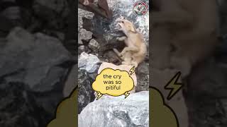 Emotional Fox Rescue Stuck Between Rocks by the River