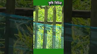 বাড়ির আঙ্গিনায় আদা চাষ করে লাভবান কৃষক -কৃষি বিচিত্র #shorts #farming #agriculture