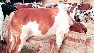 عزیز کیٹل فارم اینڈ پلائی سینٹر حاصل پور Aziz Cattle Farm and Palai Center Hashilpur