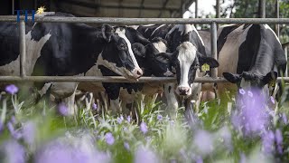 Tiến sĩ Nguyễn Minh Phong: "TH true MILK là đơn vị tiên phong thực thi phúc lợi động vật"