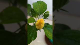 development of the #Yellow #Hibiscus #Cayena #Flower #caribbean #Homegrown #garden