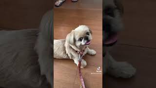 Shih-tzu agressivo que me mordeu