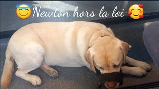 😇🤫Newton hors la loi dans le train 🚆 🥰