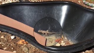 Baby Lizard Rescue!