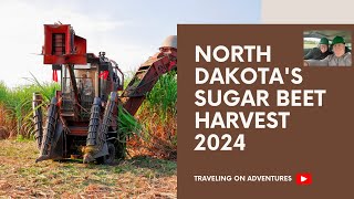 Sugar Beet Harvest 2024 in Drayton, North Dakota