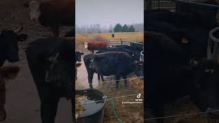 Michigan mud season!! #cattlefarm #cow #cattleranch #farmlife