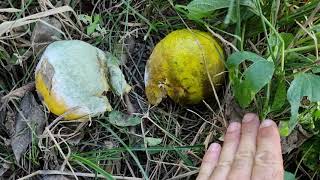 Fungos e bactérias do ambiente precisam de boas condições de umidade para proliferaram.