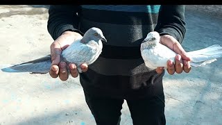 Aaj Apne setup pa 2 new baby pigeon udane Lage Hain #masadbirds #pair #babypigeon