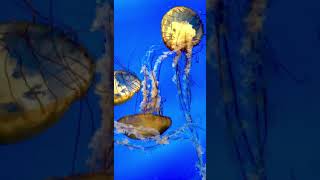 Beautiful Jellyfish