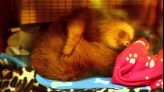 Cute Baby sloth scratches itself