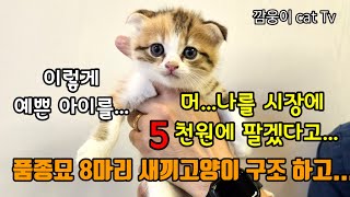 시장에 오천원에 팔겠다던 품종묘 8마리 새끼고양이와 어미고양이 구조하고...성묘 세마리