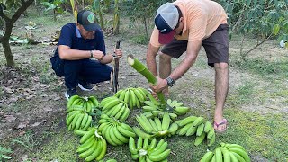 Cultiva Plátanos.