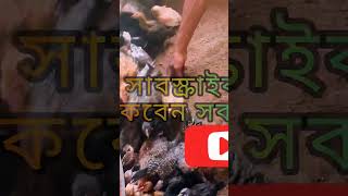 অবশেষে দেশি মুরগির বাচ্চা গুলো বিক্রি করে দিলাম।