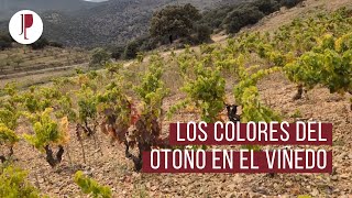 Los colores del otoño en el viñedo