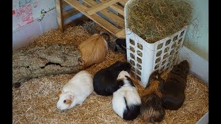 Guinea Pig Cage Cleaning Routine