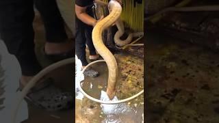 King cobra widi terbesar di kalimantan akhirnya ketemu tuan barux@PANJIPETUALANG_REAL 🙏#kingcobra