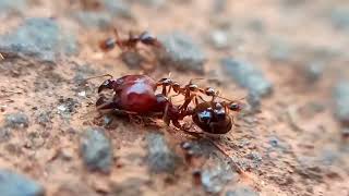 Asian Marauder Ant(Carebara diversa) 'hitching a ride' #bug #macro #ants