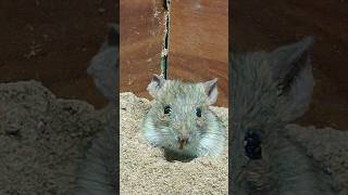 Cat Loves Short Games Mouse Episode 12 | Mouse Hide & Seek Under the Sand - Cat Paul #catgames