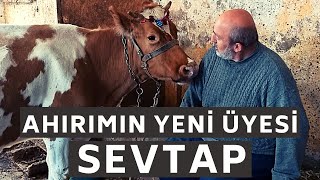 AHIRIMIN YENİ ÜYESİ - SEVTAP