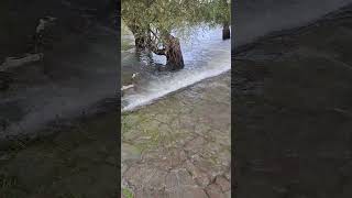 ein Weg zum #rhein leichtes #hochwasser am #rhein #videos