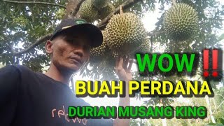 SATU - SATUNYA POHON DURIAN MUSANG KING YANG BERBUAH PERDANA ‼️