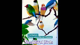 Beautiful Birds in #canada #Shorts video#ontario #bollywood#toronto#Niagarafalls #birds#Toronto zoo