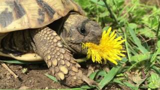 3 Minuten im Leben einer Schildkröte