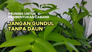 AWAS‼️SALAH PRUNING TANAMAN JADI RUSAK❗BEGINI CARA PRUNING YANG AMAN❗