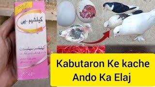 Kabutaron Ke Kacche Ande Ka Ilaaj 100% |M Asad Birds| #MAsadBirds