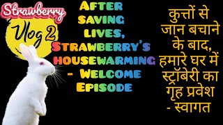 Strawberry Vlog 2 | कुत्तों से जान बचाने के बाद,हमारे घर में स्ट्रॉबेरी का गृह प्रवेश - स्वागत