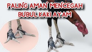 Sepatu karet paling aman mencegah bubul ayam kesayangan kita.