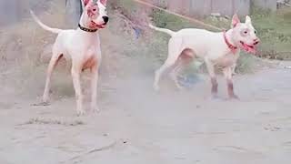 kohati Bull terrier like n subscribe