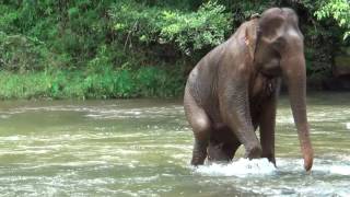 Elephant Experiences riding with Waterfall