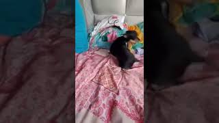 Algo huele mal #dog #viralvideo  #reels #pets #puppy #fypviral #dance #friends #cute #funny  #parati