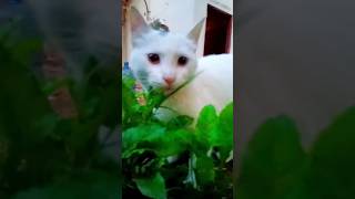 Cute cat 🥰 | Cat Video | Persian cat #petsandanimals