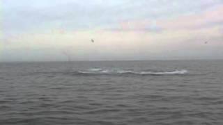 Right Whale Calf Breaching