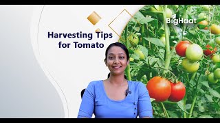 Harvesting Tips for Tomato