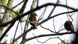 Crossbills at Priddy - adult with 3 juveniles