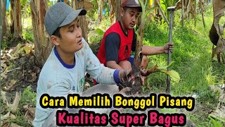 Cara Memilih Bonggol Pisang Yang Bagus