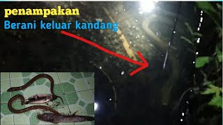 Mancing Belut Malam Hari di Selokan Kampung