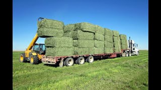 Lucerne | Alfalfa | Rijka - Hay Making ( #Hay )