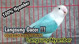 Lovebird malas bunyi langsung Nyamber,memanggil Lovebird malas bunyi