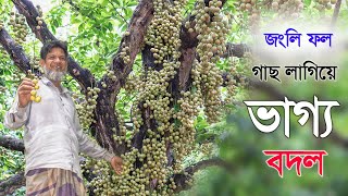 লটকন গাছ লাগিয়ে ভাগ্য বদল  (Lotkon Farming in Bangladesh)- পর্ব ২৯ - Krishi Bicitro - কৃষি বিচিত্র