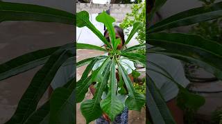 పరమ శివునికి ఇష్టమైన శంఖు పూల చెట్టు #planting #shiva #plant #nature #devotional #flowers #rareplant