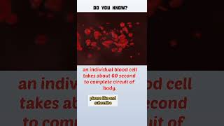 fact 48, blood circuit