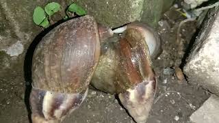 cara siput berkembang biak alami ( snails mating)