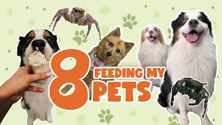 FEEDING ALL 8 OF MY PETS